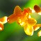 ツチアケビ の 花