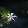 ♪～ クチナシの白い花 ～♪
