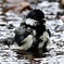 水浴びしてる、シジュウカラ