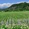見守る七里岩