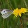 野の花にモンシロチョウ　　　DSC_8800