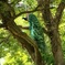 木の上の孔雀