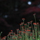 妖花
