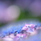 紫陽花の光彩