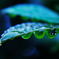 梅雨の宝石