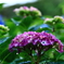 紫陽花-Ⅱ
