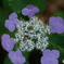 紫陽花シーズン１「打ち上げ花火（宵の星）」