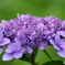 紫陽花シーズン２「舞孔雀」