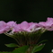 紫陽花シーズン３「ダンスパーティー」