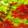 春の紅葉