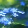 初夏と踊る（それならばっ！2）