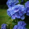 紫陽花