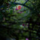 紅一点？