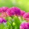 燃える花