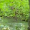 オイラセ渓流