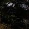 蛍