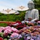 壺阪寺 あじさい回廊