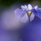 花菖蒲