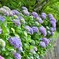 拝啓 芒種の候 紫陽花5
