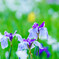 染谷菖蒲園