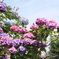 紫陽花