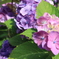 紫陽花