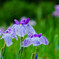 染谷菖蒲園