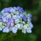 権現堂堤の紫陽花♪4