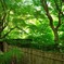 新緑の紅葉寺＃3