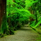 緑陰の古道