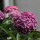 紫陽花