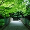 森の中の橋
