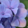 紫陽花