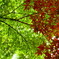 紅葉ちっく