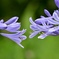 道端に咲く花