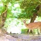 奈良公園の鹿さん