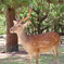 奈良公園の鹿さん