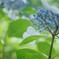 雨待ちの花