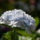 紫陽花　その１