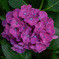 紫陽花　その２