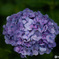 紫陽花　その３