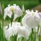 勧修寺の菖蒲