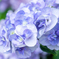八重の紫陽花