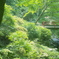 初夏の山中