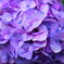 紫陽花1