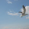 海鳥