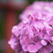紫陽花2
