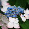 紫陽花3