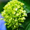 紫陽花4