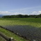 初夏の里　その５